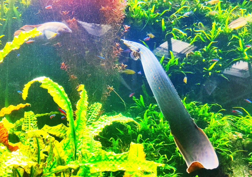 Foto: Acuario Poema del Mar - Las Palmas de Gran Canaria (Las Palmas), España