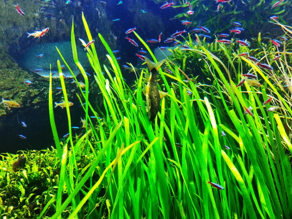 Foto: Acuario Poema del Mar - Las Palmas de Gran Canaria (Las Palmas), España