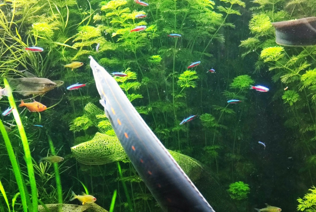 Foto: Acuario Poema del Mar - Las Palmas de Gran Canaria (Las Palmas), España