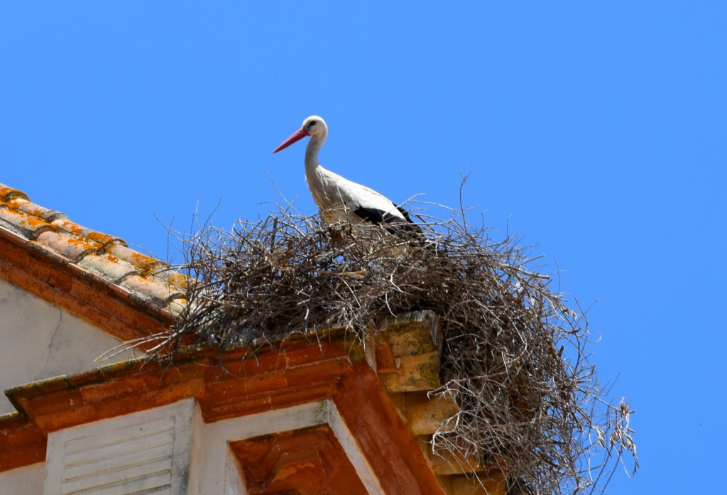 Foto de Manzanilla (Huelva), España