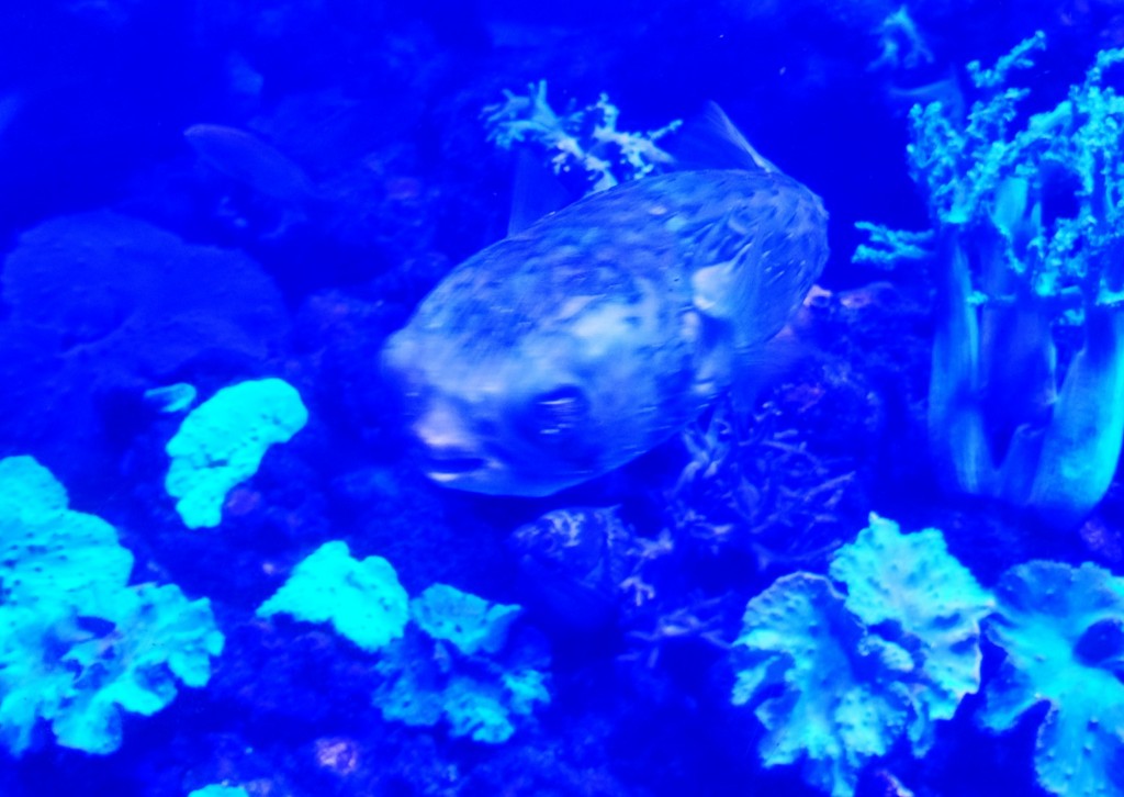 Foto: Acuario Poema del Mar - Las Palmas de Gran Canaria (Las Palmas), España