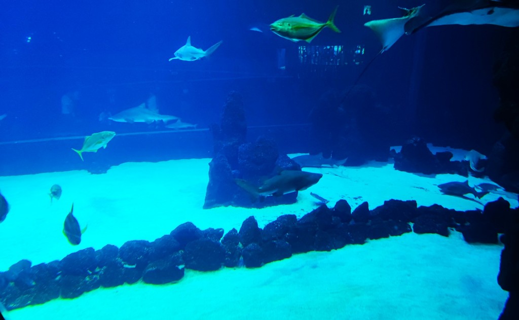 Foto: Acuario Poema del Mar - Las Palmas de Gran Canaria (Las Palmas), España