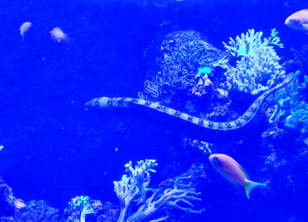 Foto: Acuario Poema del Mar - Las Palmas de Gran Canaria (Las Palmas), España