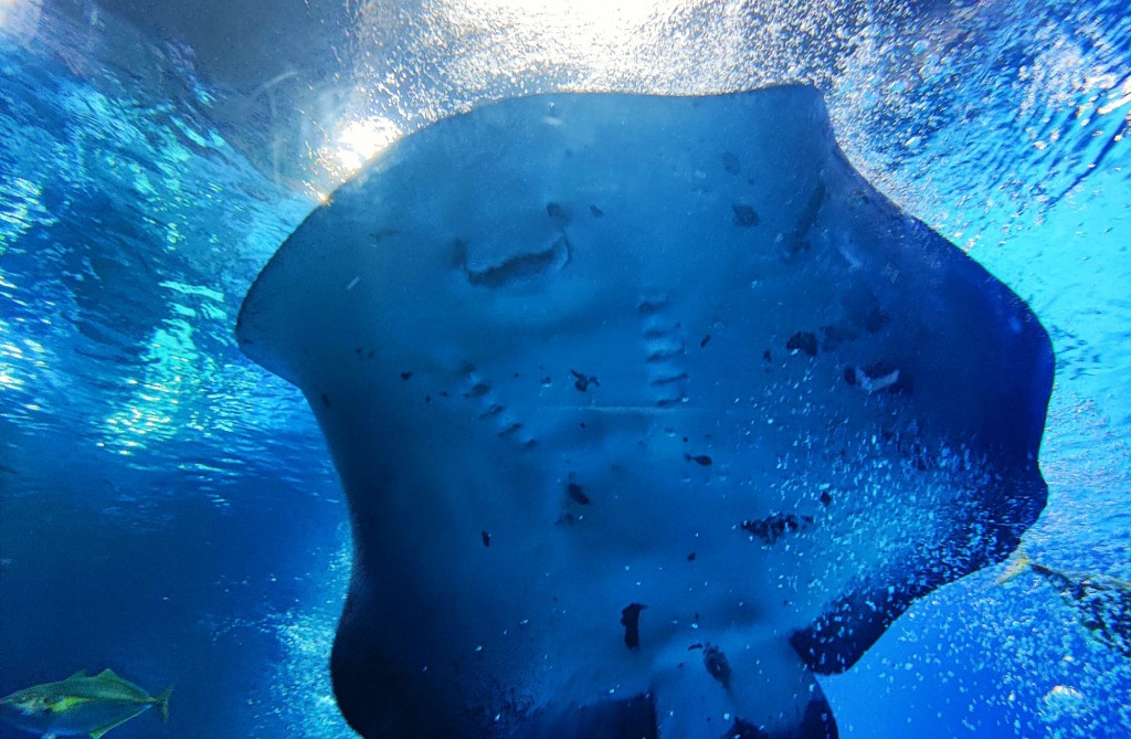 Foto: Acuario Poema del Mar - Las Palmas de Gran Canaria (Las Palmas), España