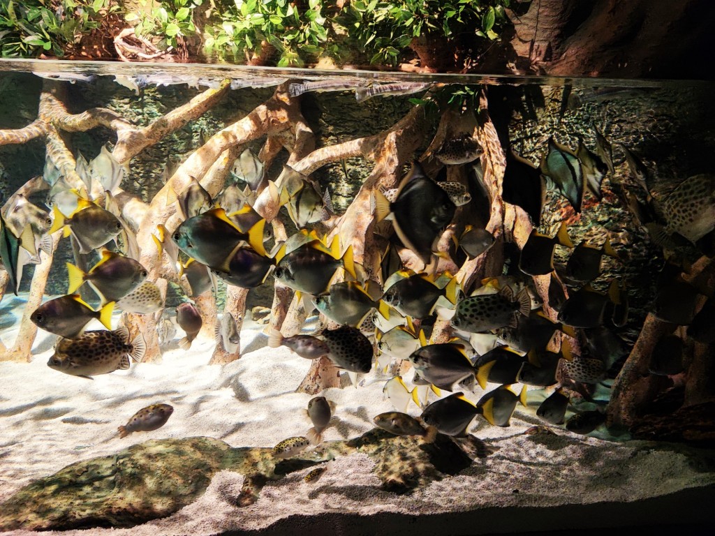 Foto: Acuario Poema del Mar - Las Palmas de Gran Canaria (Las Palmas), España