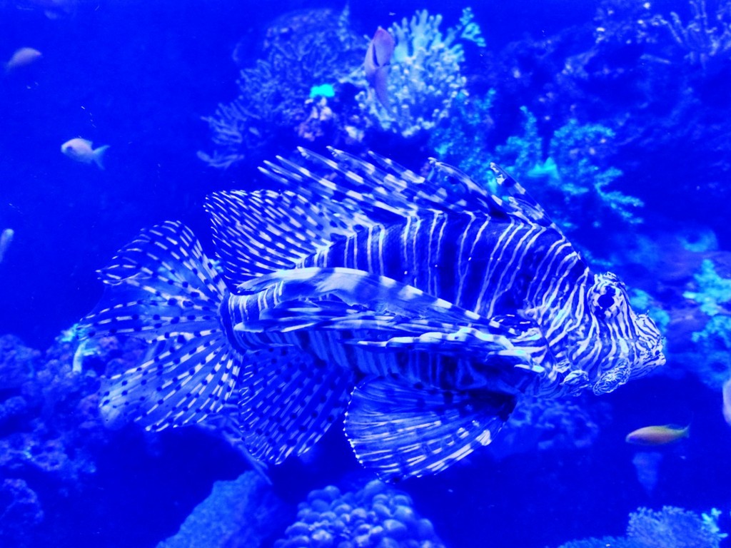 Foto: Acuario Poema del Mar - Las Palmas de Gran Canaria (Las Palmas), España