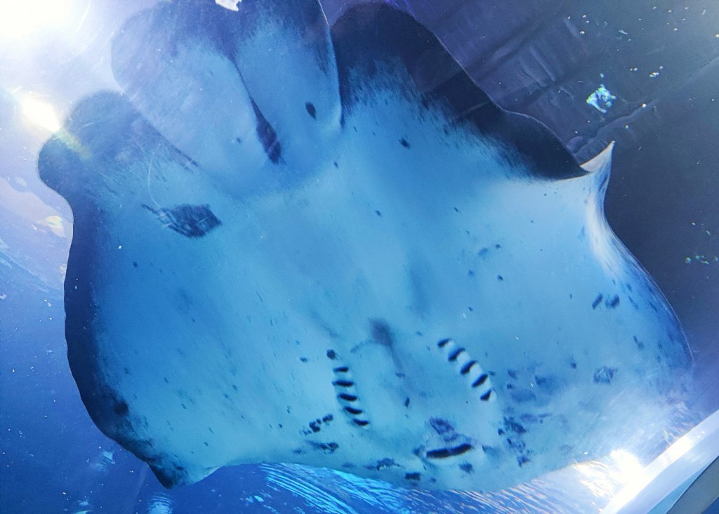 Foto: Acuario Poema del Mar - Las Palmas de Gran Canaria (Las Palmas), España