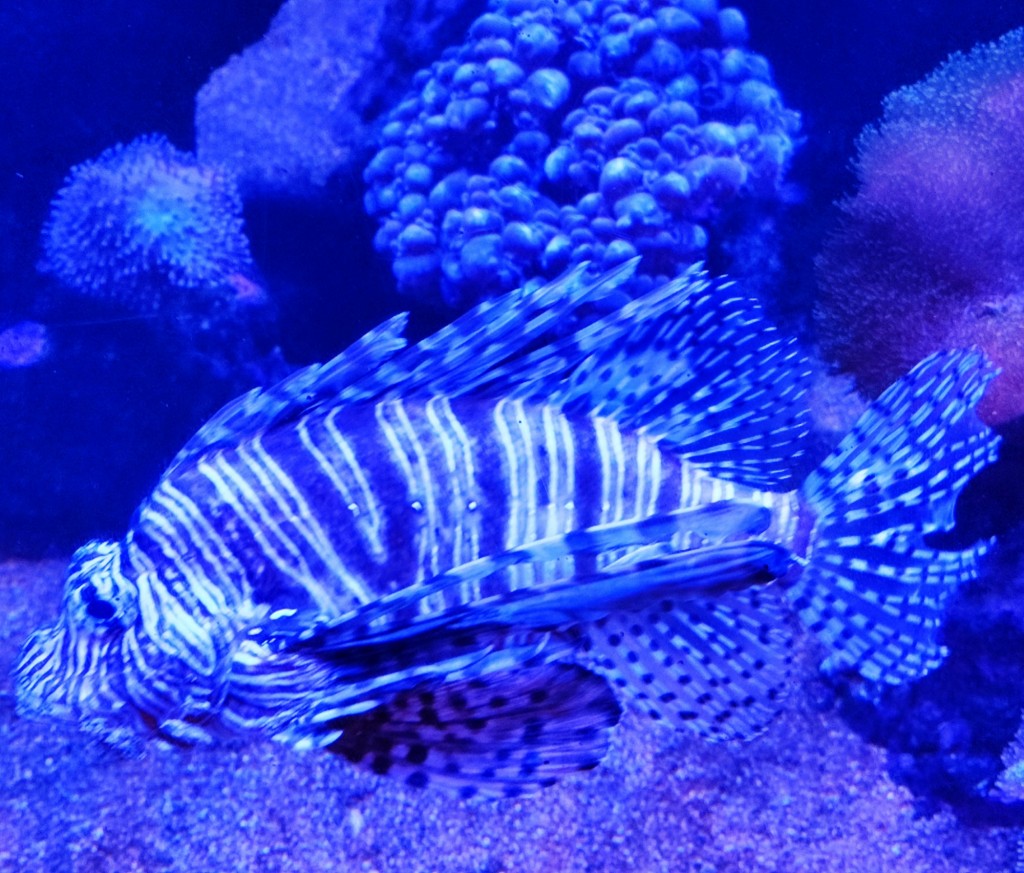 Foto: Acuario Poema del Mar - Las Palmas de Gran Canaria (Las Palmas), España