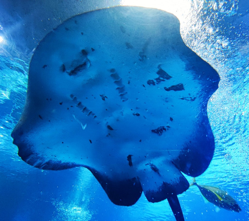 Foto: Acuario Poema del Mar - Las Palmas de Gran Canaria (Las Palmas), España