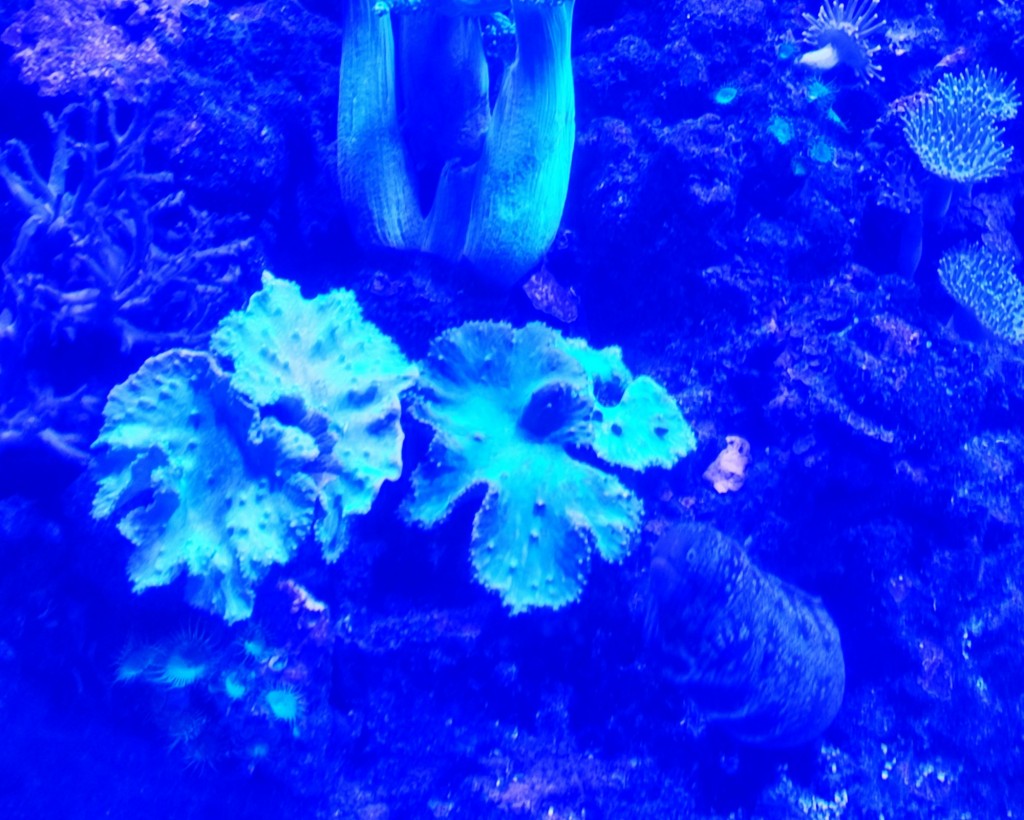 Foto: Acuario Poema del Mar - Las Palmas de Gran Canaria (Las Palmas), España