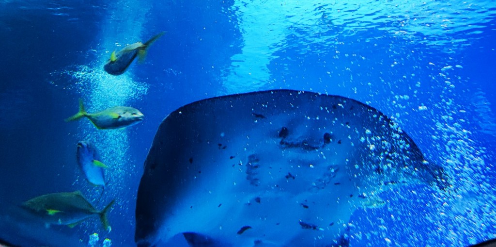 Foto: Acuario Poema del Mar - Las Palmas de Gran Canaria (Las Palmas), España