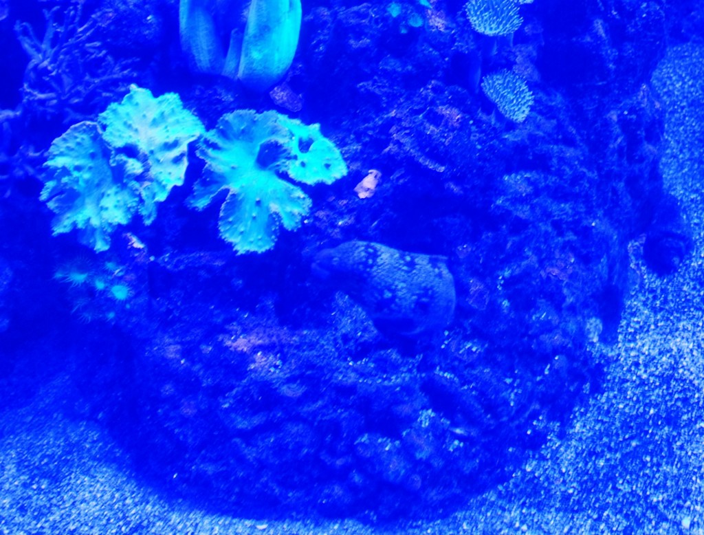 Foto: Acuario Poema del Mar - Las Palmas de Gran Canaria (Las Palmas), España