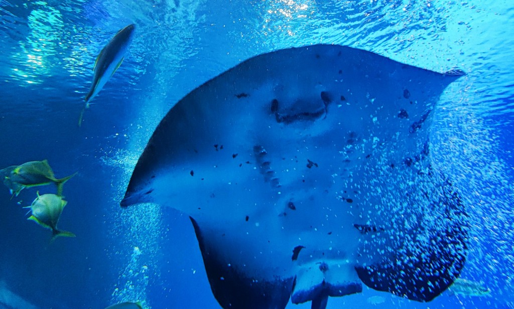 Foto: Acuario Poema del Mar - Las Palmas de Gran Canaria (Las Palmas), España