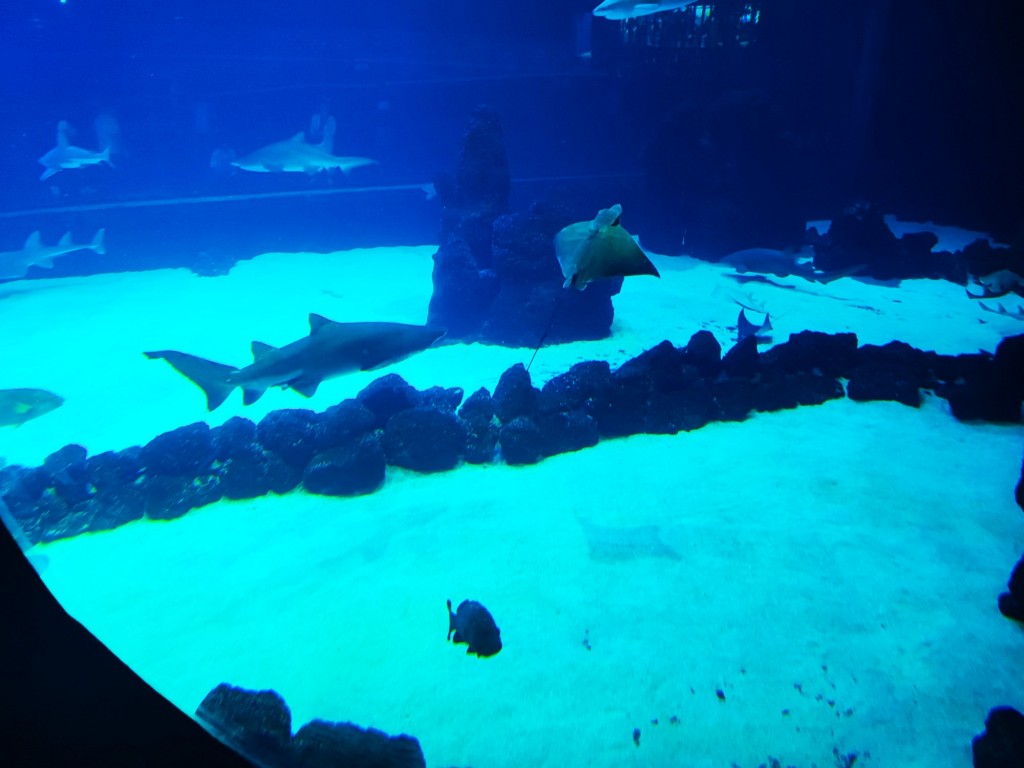 Foto: Acuario Poema del Mar - Las Palmas de Gran Canaria (Las Palmas), España