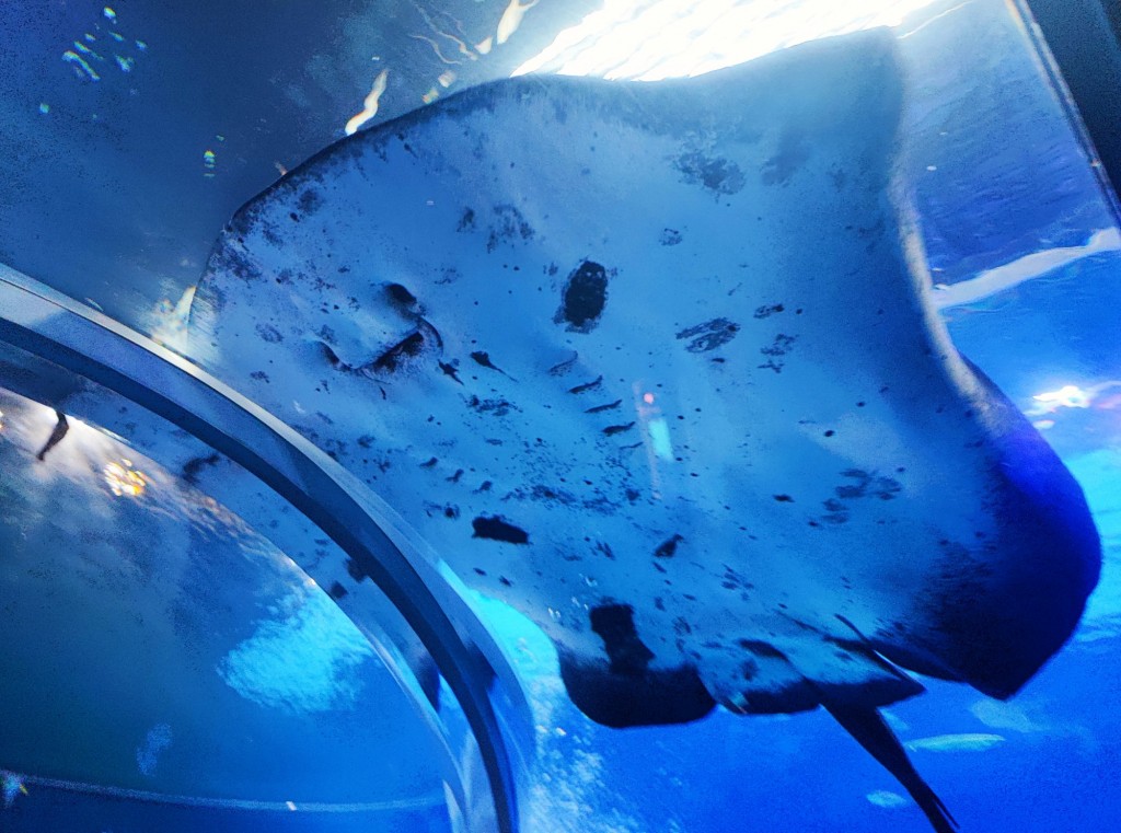 Foto: Acuario Poema del Mar - Las Palmas de Gran Canaria (Las Palmas), España