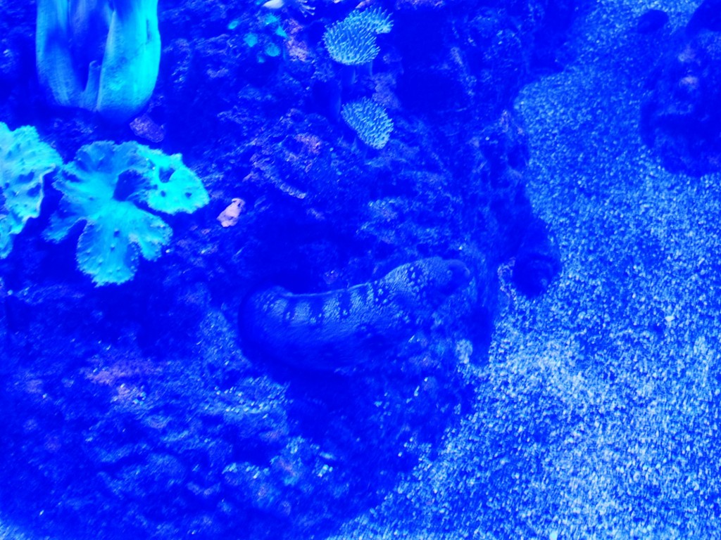 Foto: Acuario Poema del Mar - Las Palmas de Gran Canaria (Las Palmas), España