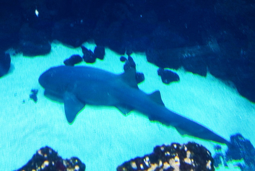 Foto: Acuario Poema del Mar - Las Palmas de Gran Canaria (Las Palmas), España