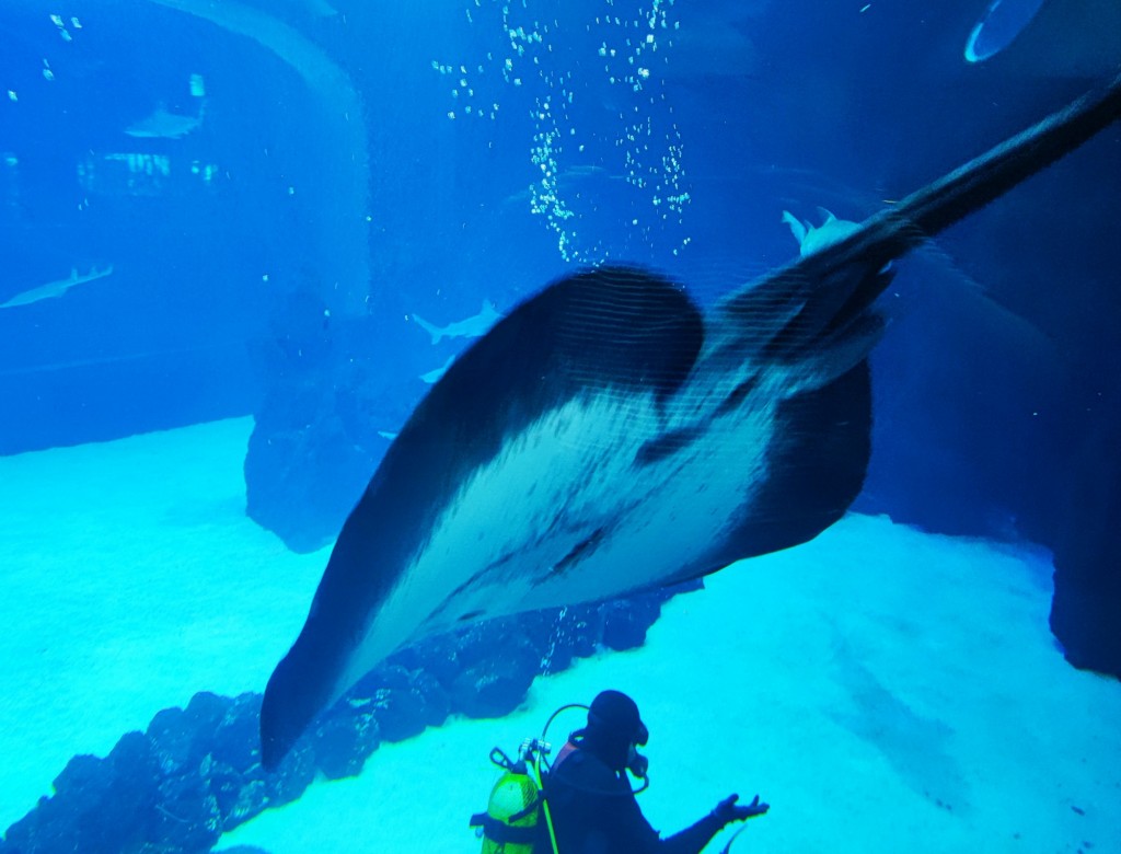Foto: Acuario Poema del Mar - Las Palmas de Gran Canaria (Las Palmas), España