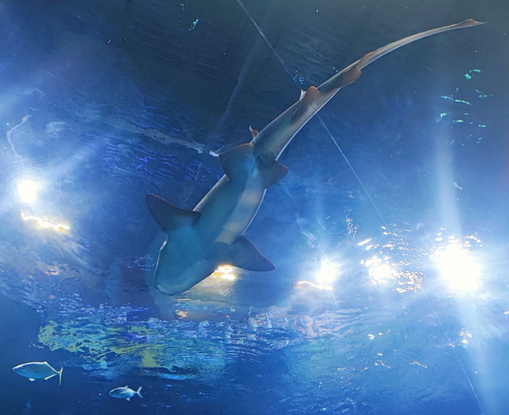 Foto: Acuario Poema del Mar - Las Palmas de Gran Canaria (Las Palmas), España