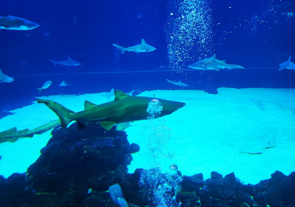 Foto: Acuario Poema del Mar - Las Palmas de Gran Canaria (Las Palmas), España