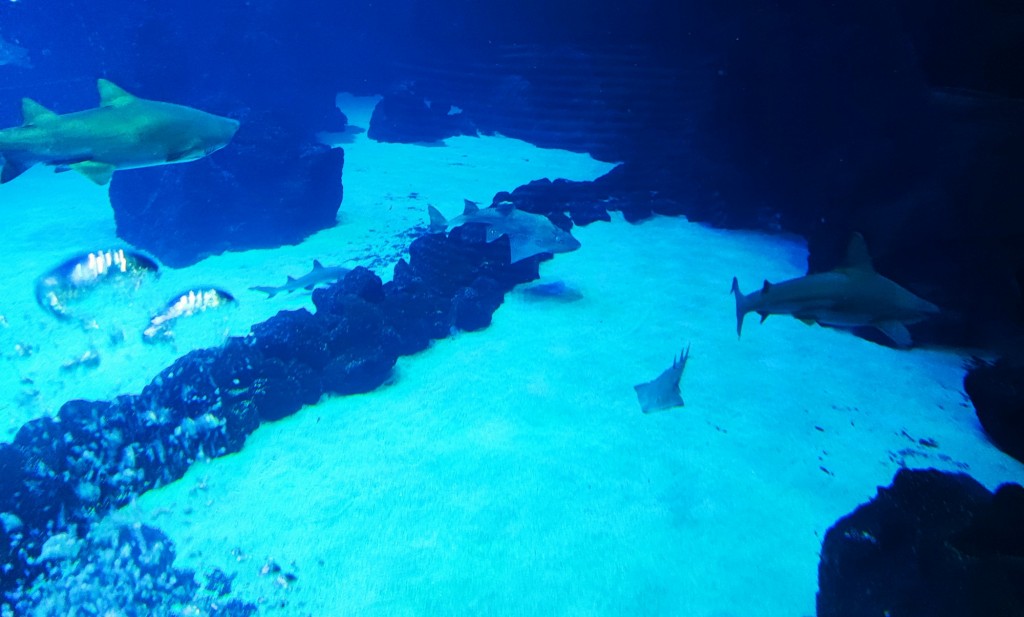 Foto: Acuario Poema del Mar - Las Palmas de Gran Canaria (Las Palmas), España