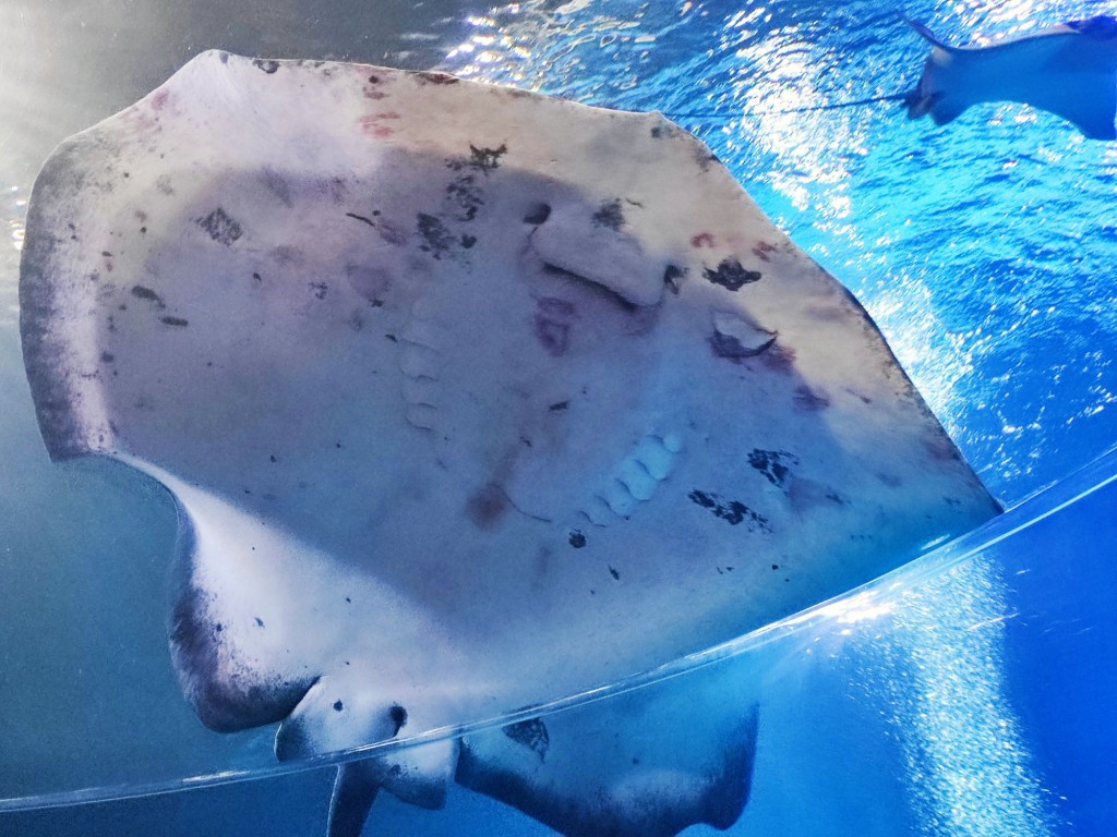 Foto: Acuario Poema del Mar - Las Palmas de Gran Canaria (Las Palmas), España