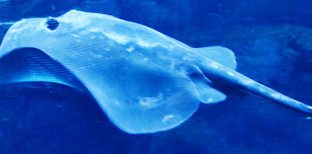 Foto: Acuario Poema del Mar - Las Palmas de Gran Canaria (Las Palmas), España