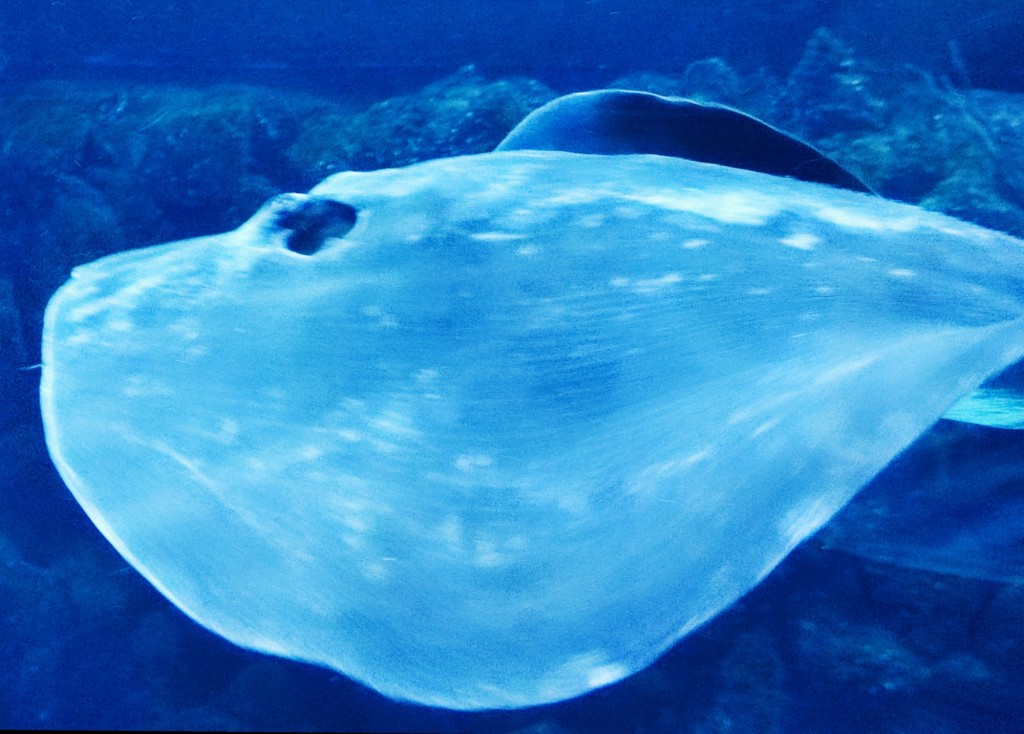 Foto: Acuario Poema del Mar - Las Palmas de Gran Canaria (Las Palmas), España