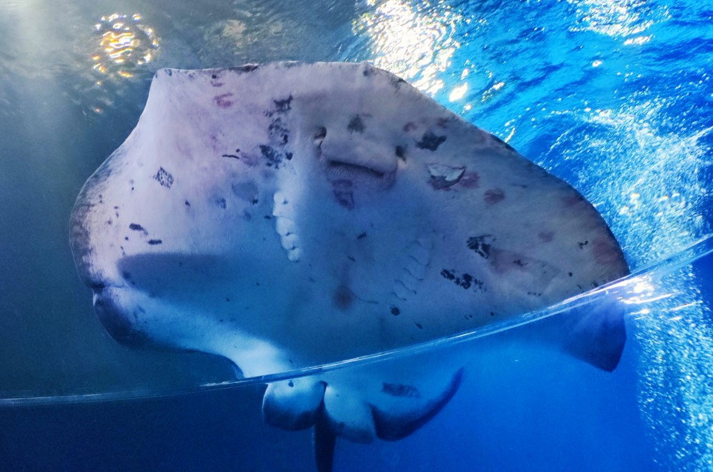 Foto: Acuario Poema del Mar - Las Palmas de Gran Canaria (Las Palmas), España