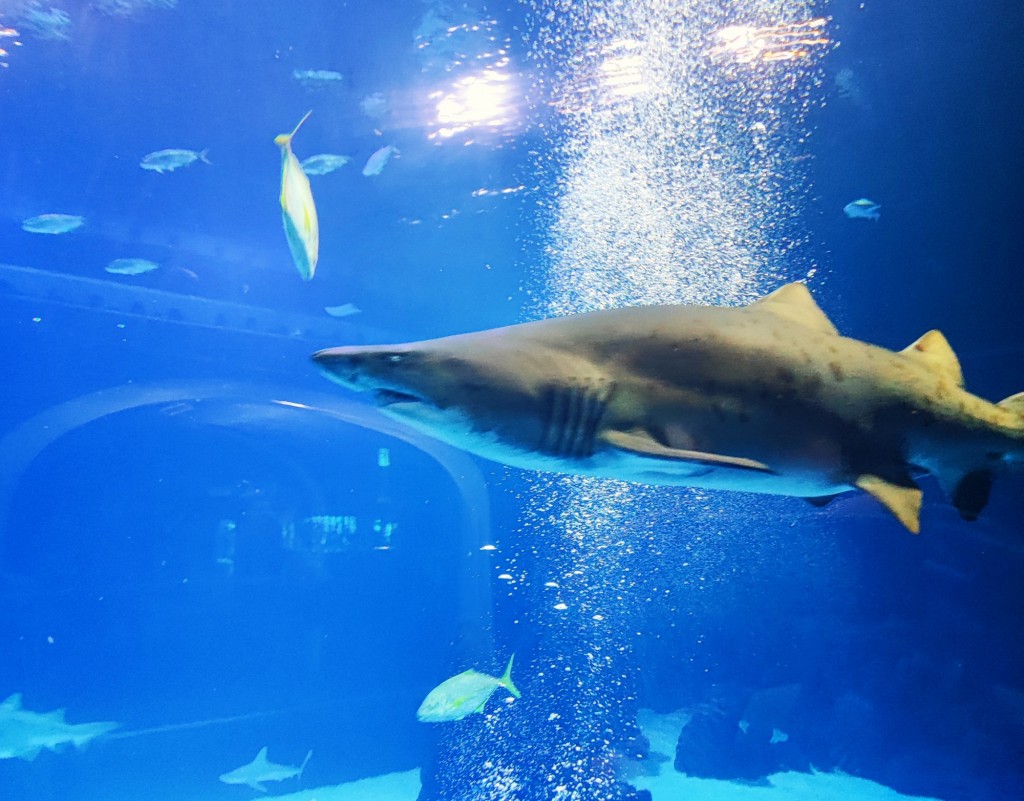 Foto: Acuario Poema del Mar - Las Palmas de Gran Canaria (Las Palmas), España