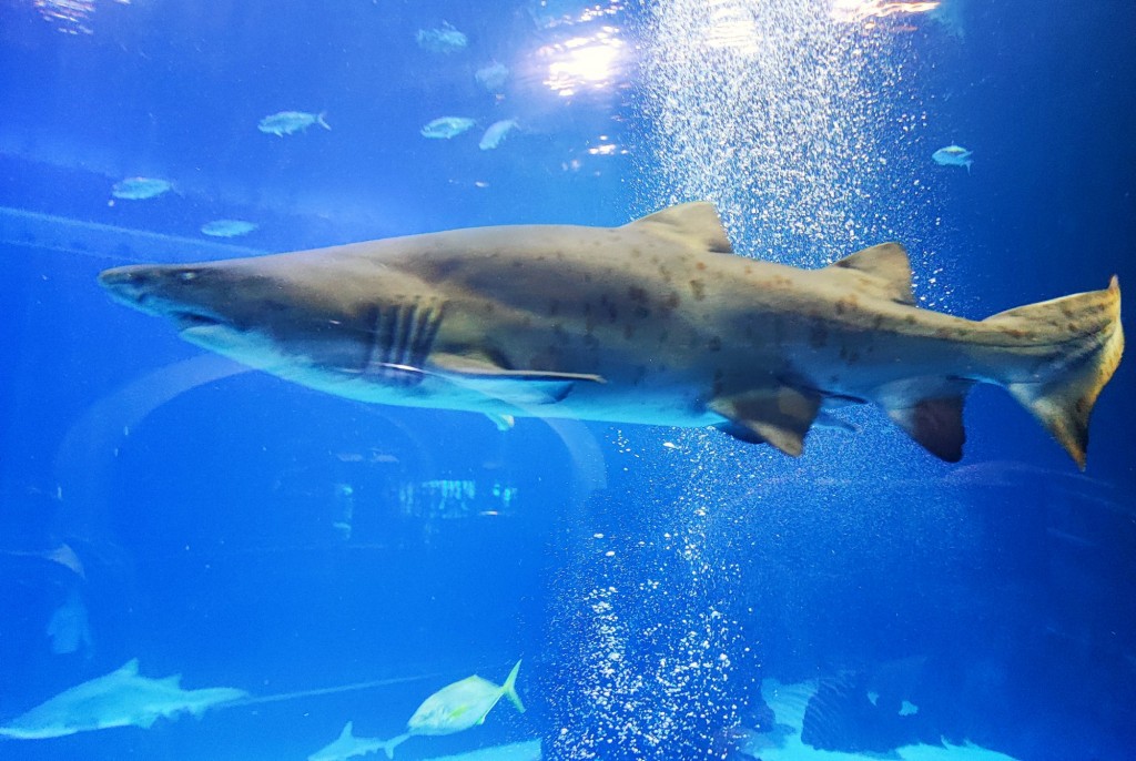 Foto: Acuario Poema del Mar - Las Palmas de Gran Canaria (Las Palmas), España