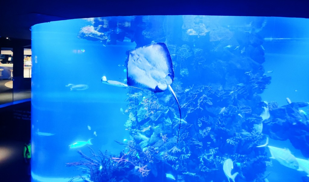 Foto: Acuario Poema del Mar - Las Palmas de Gran Canaria (Las Palmas), España