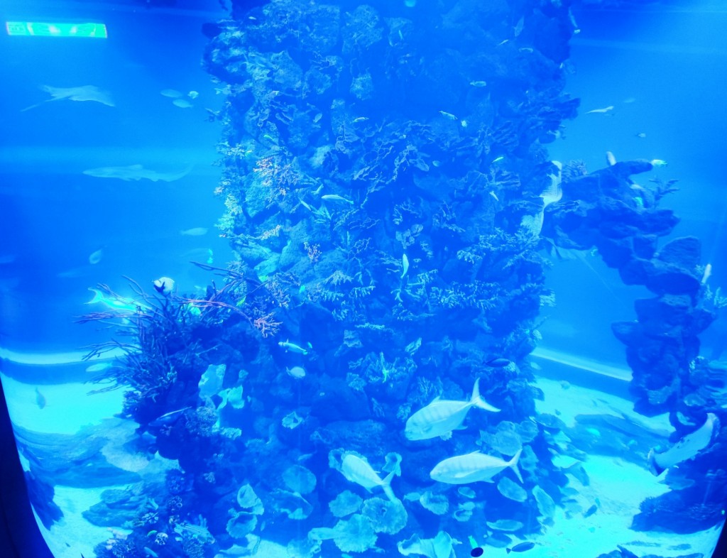 Foto: Acuario Poema del Mar - Las Palmas de Gran Canaria (Las Palmas), España