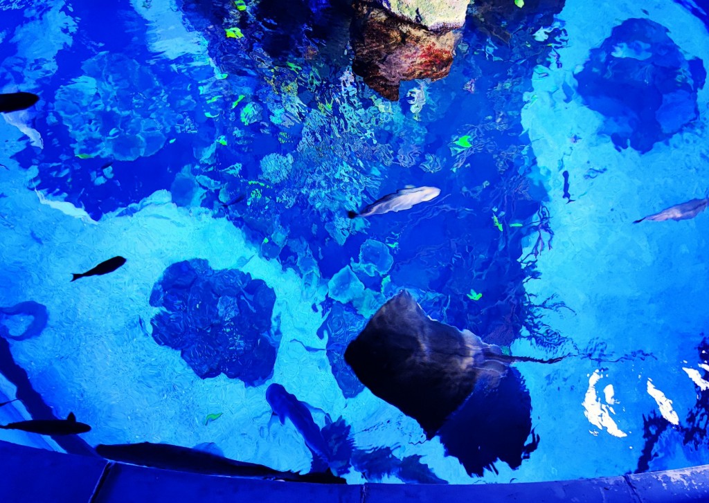 Foto: Acuario Poema del Mar - Las Palmas de Gran Canaria (Las Palmas), España