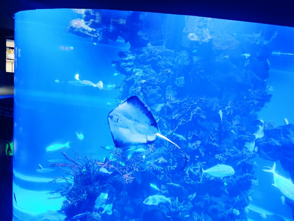 Foto: Acuario Poema del Mar - Las Palmas de Gran Canaria (Las Palmas), España