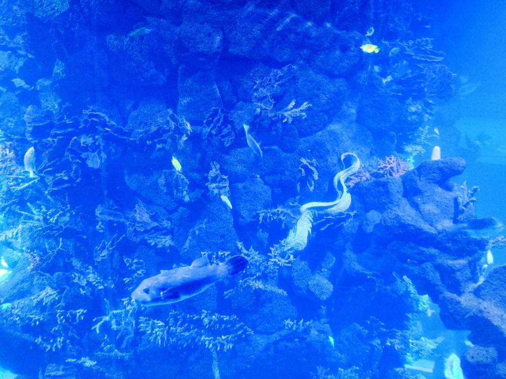 Foto: Acuario Poema del Mar - Las Palmas de Gran Canaria (Las Palmas), España