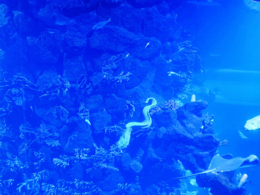 Foto: Acuario Poema del Mar - Las Palmas de Gran Canaria (Las Palmas), España
