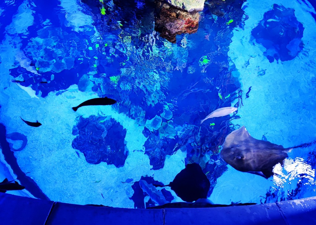Foto: Acuario Poema del Mar - Las Palmas de Gran Canaria (Las Palmas), España