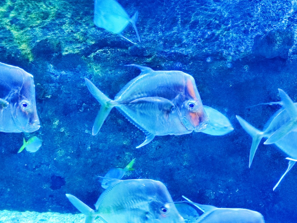 Foto: Acuario Poema del Mar - Las Palmas de Gran Canaria (Las Palmas), España