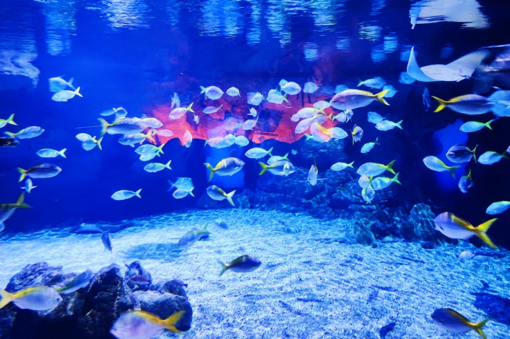 Foto: Acuario Poema del Mar - Las Palmas de Gran Canaria (Las Palmas), España