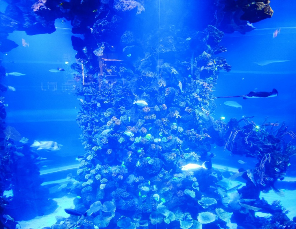 Foto: Acuario Poema del Mar - Las Palmas de Gran Canaria (Las Palmas), España
