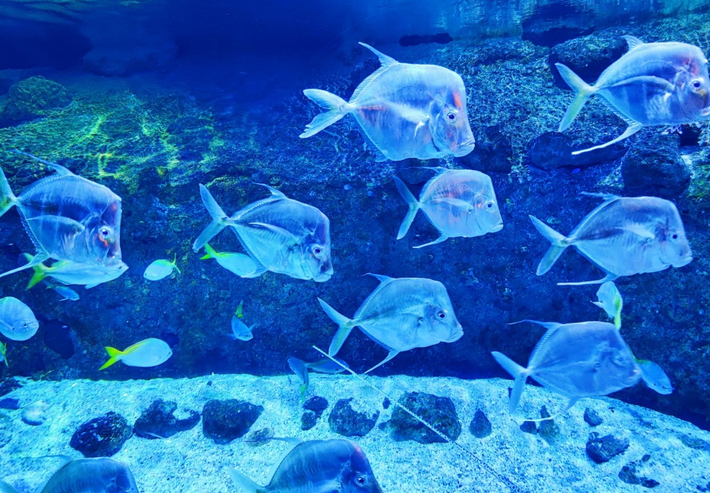Foto: Acuario Poema del Mar - Las Palmas de Gran Canaria (Las Palmas), España