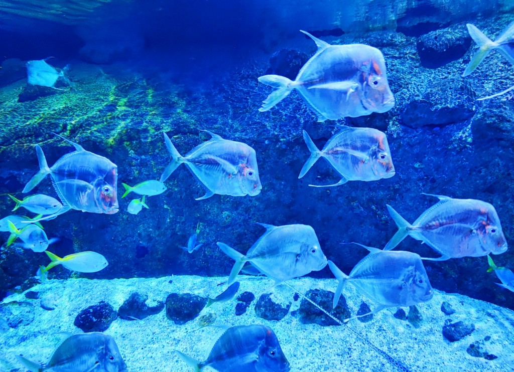 Foto: Acuario Poema del Mar - Las Palmas de Gran Canaria (Las Palmas), España