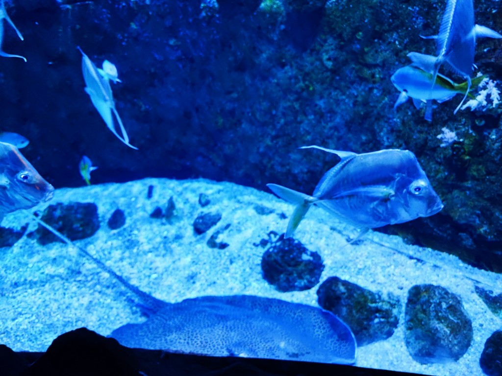Foto: Acuario Poema del Mar - Las Palmas de Gran Canaria (Las Palmas), España