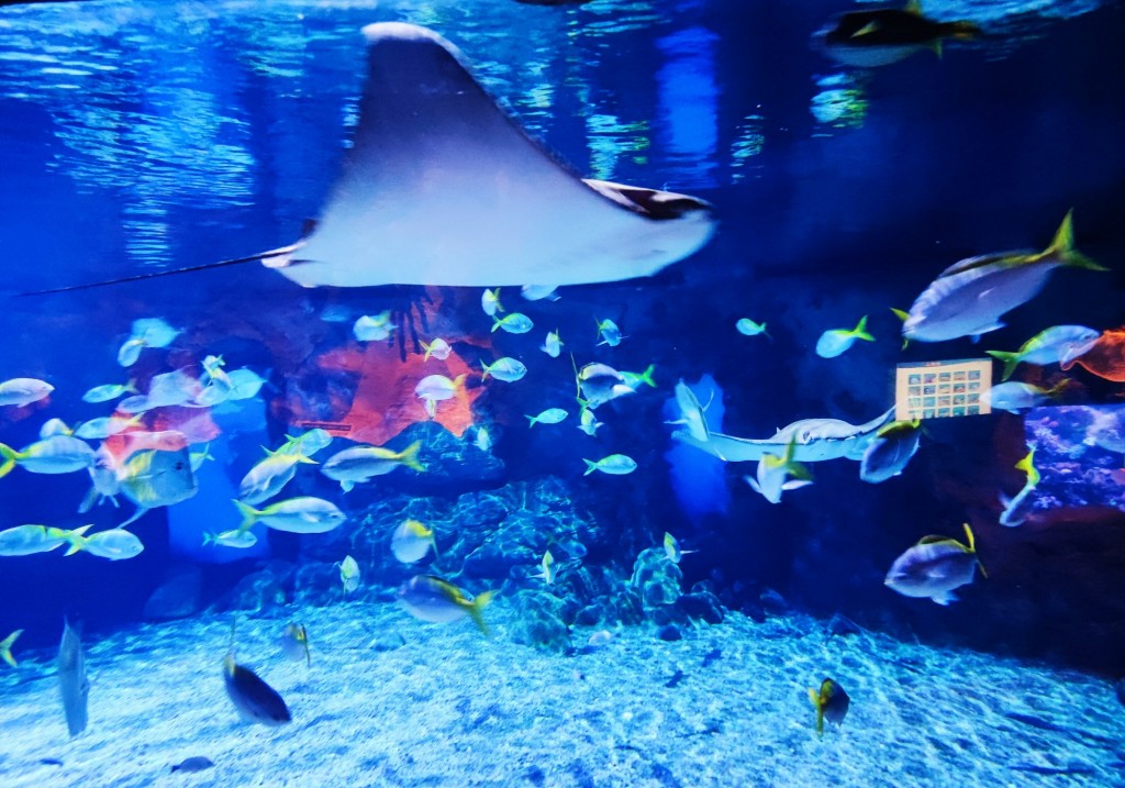 Foto: Acuario Poema del Mar - Las Palmas de Gran Canaria (Las Palmas), España