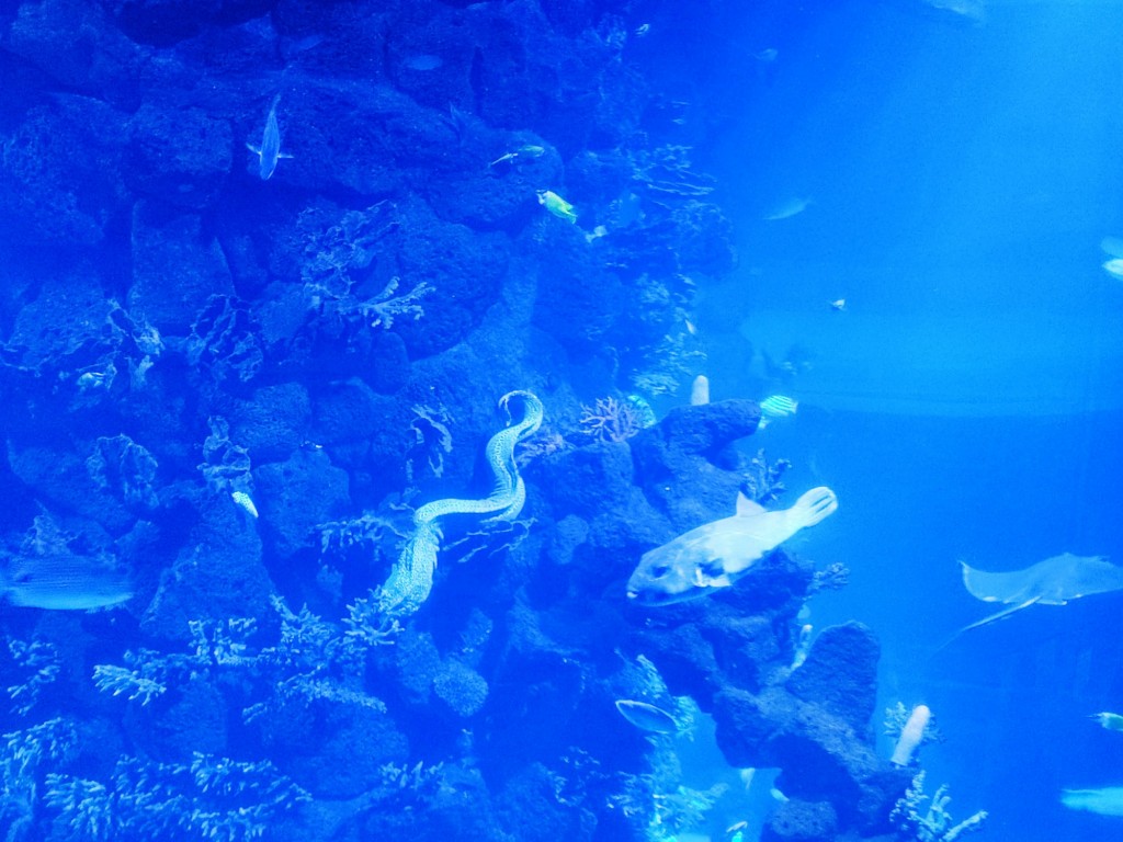 Foto: Acuario Poema del Mar - Las Palmas de Gran Canaria (Las Palmas), España