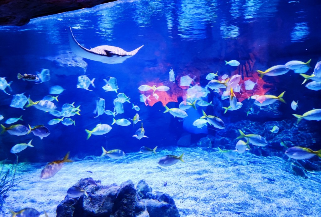 Foto: Acuario Poema del Mar - Las Palmas de Gran Canaria (Las Palmas), España