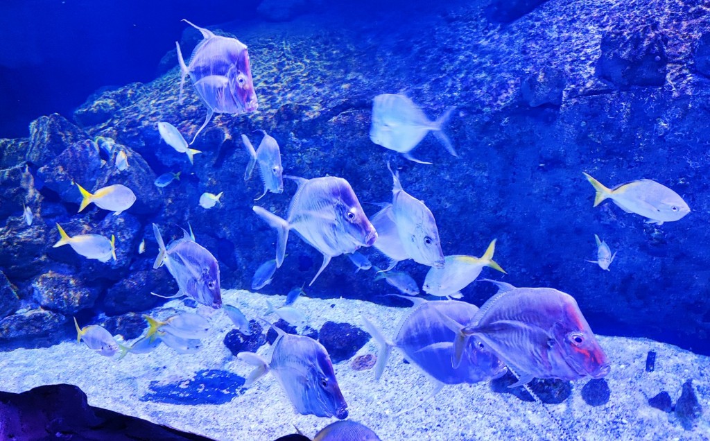 Foto: Acuario Poema del Mar - Las Palmas de Gran Canaria (Las Palmas), España