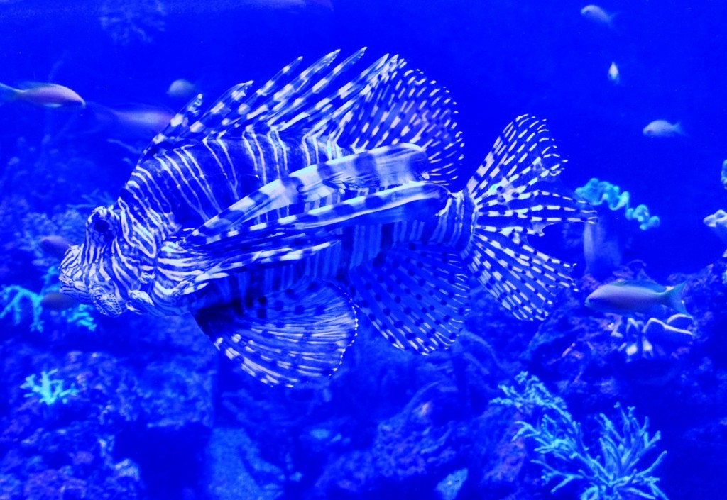 Foto: Acuario Poema del Mar - Las Palmas de Gran Canaria (Las Palmas), España