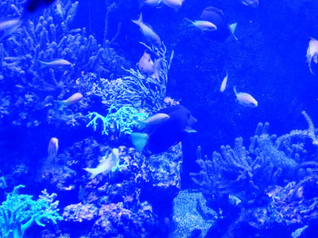 Foto: Acuario Poema del Mar - Las Palmas de Gran Canaria (Las Palmas), España